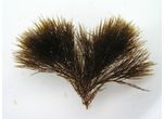 Stypocaulon