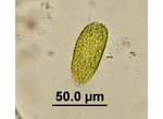 Raphidophyceae
