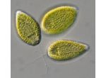 Vacuolaria