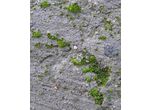 Xanthophyceae