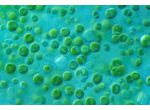Ellipsoidion