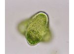 Tetraedriella
