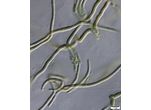CT107 - cf. Scytonematopsis