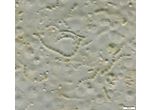 CT116 - Nostoc