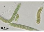 CT12 - Scytonema sp.