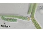 CT13 - Scytonema sp.