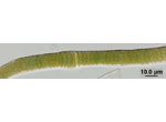 CT22 - Scytonema sp.