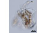 CT251 - Nostoc sp.