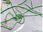 CT252 - Scytonema cf. hyalinum