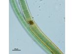 CT253 - Scytonema sp.