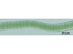 CT254 - Scytonema sp.