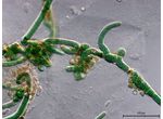 CT256 - Scytonema hyalinum