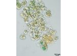 CT259 - Nostoc sp.