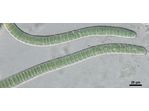 CT260 - Scytonema sp.