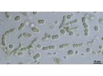 CT266 - Nostoc sp.