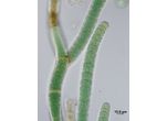 CT269 - Scytonema sp.