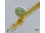 CT275 - Scytonema sp.