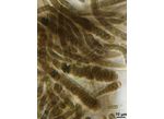 CT277 - Calothrix sp.