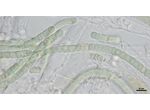 CT282 - Scytonema sp.
