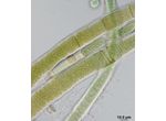 CT285 - Scytonema sp.