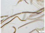 CT34 - Brasilonema sp.
