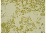 CT44 - Nostoc sp.