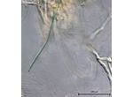 CT50 - Calothrix sp.