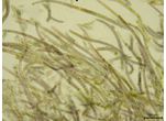 CT51 - Brasilonema sp.