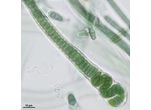 CT57 - Calothrix sp.