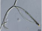 CT64 - Calothrix sp.