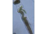 CT93 - cf. Calothrix