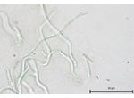 CT38 - Leptolyngbya sp.