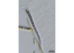 CT69 - cf. Calothrix