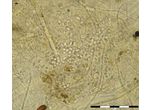 Chlorogloea