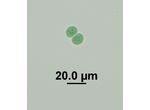 Chroococcus turgidus