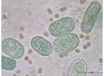 Cyanothece