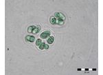 Eucapsis