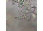 Geitleribactron