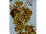 Gloeocapsopsis