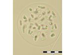 Gloeothece