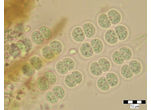 Merismopedia elegans