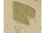 Microcrocis