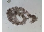Microcystis aeruginosa