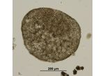 Microcystis flos-aque