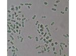 Synechococcus