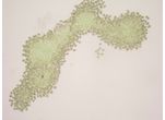 Synechocystis