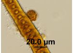 Xenotholos