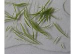 Aphanizomenon flos-aque