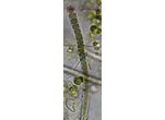 Microchaete
