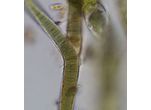 Scytonema